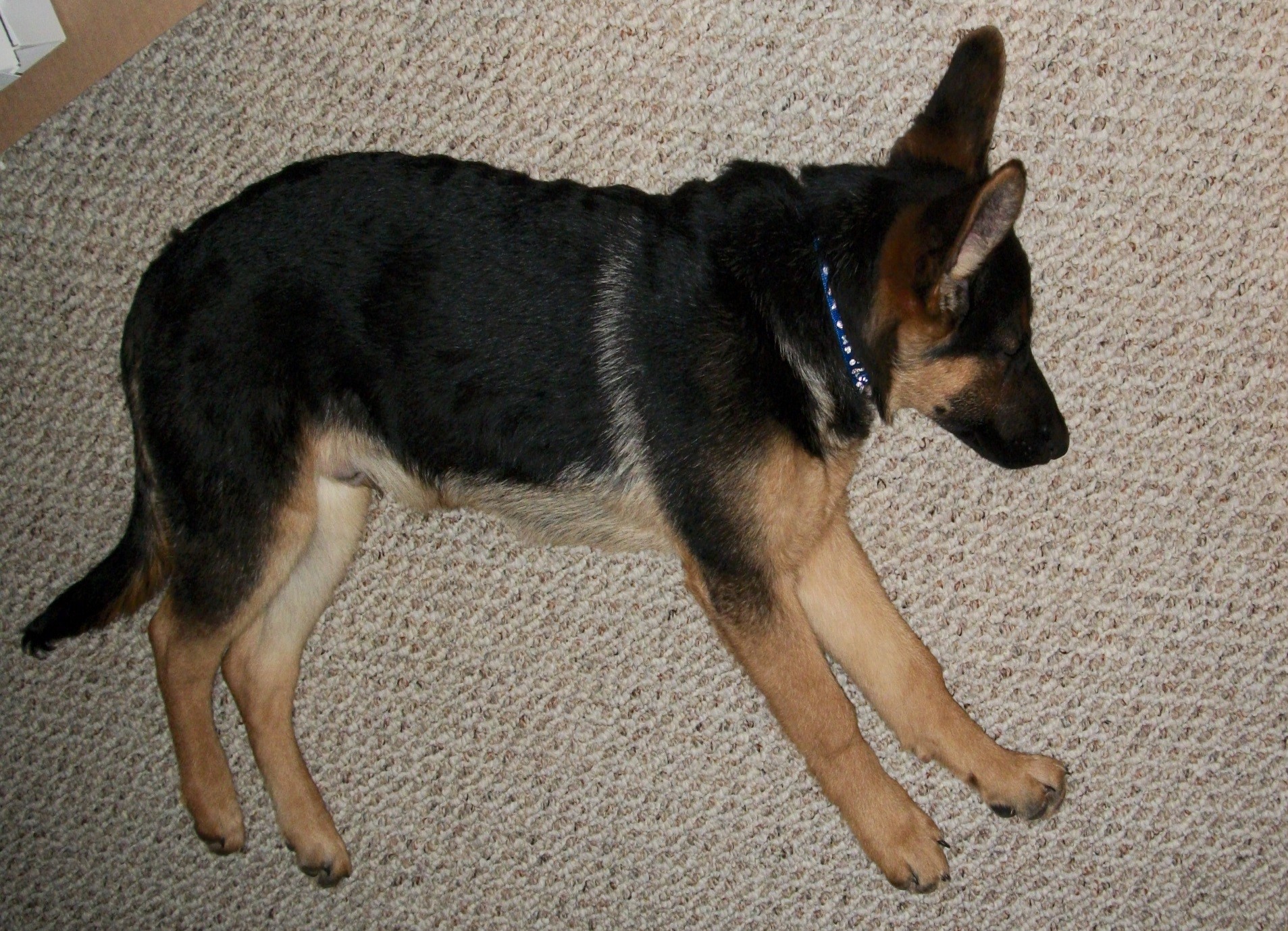 Parrish Carpet Flooring